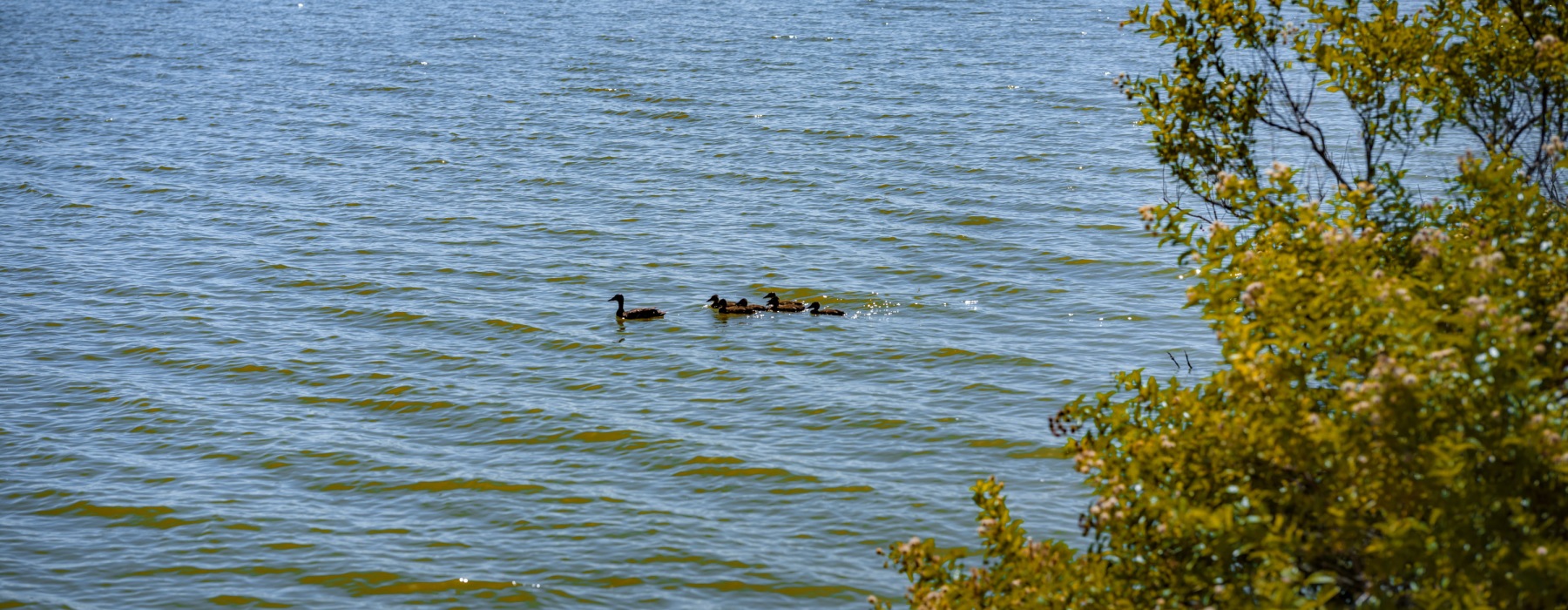 lake near parcHAUS at Paloma Creek