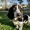a dog in some grass