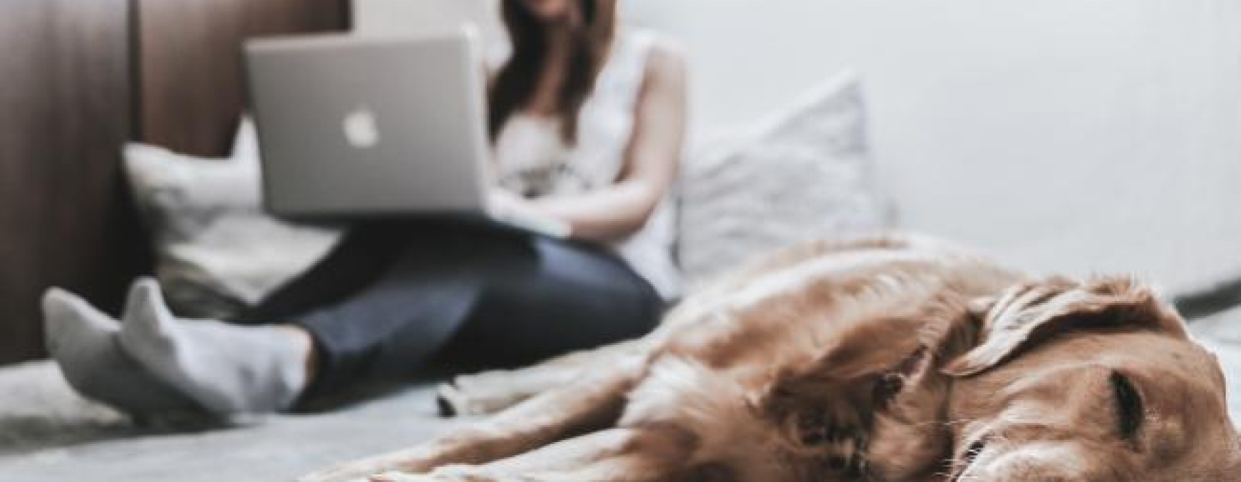a dog laying on a bed with a person on the laptop